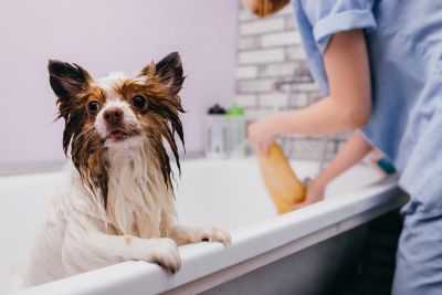 Pet Grooming and Pet Sitting Insurance in Casper, WY by Western Alliance Agency