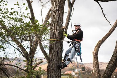 Tree Trimming Insurance in Casper, WY by Western Alliance Agency